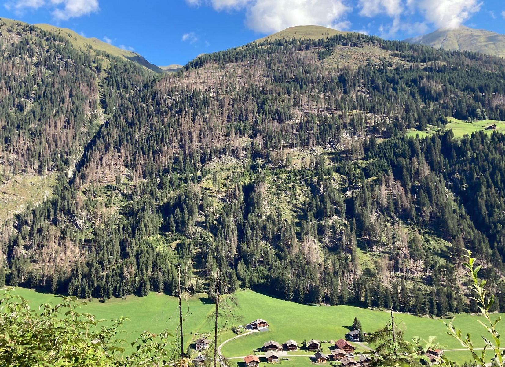 Blick auf betroffenen Wald im Bereich Gassen/St. Veit in Defereggen. Foto: Land Tirol/Reisner