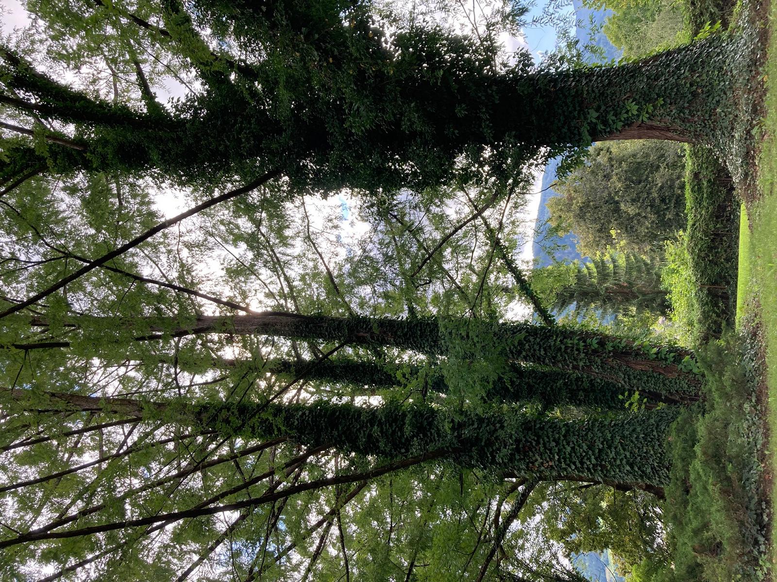 Die 3 Mammutb&auml;ume wachsen am Iselkai neben dem Schmetterlingsbrunnen. Foto: Stangl