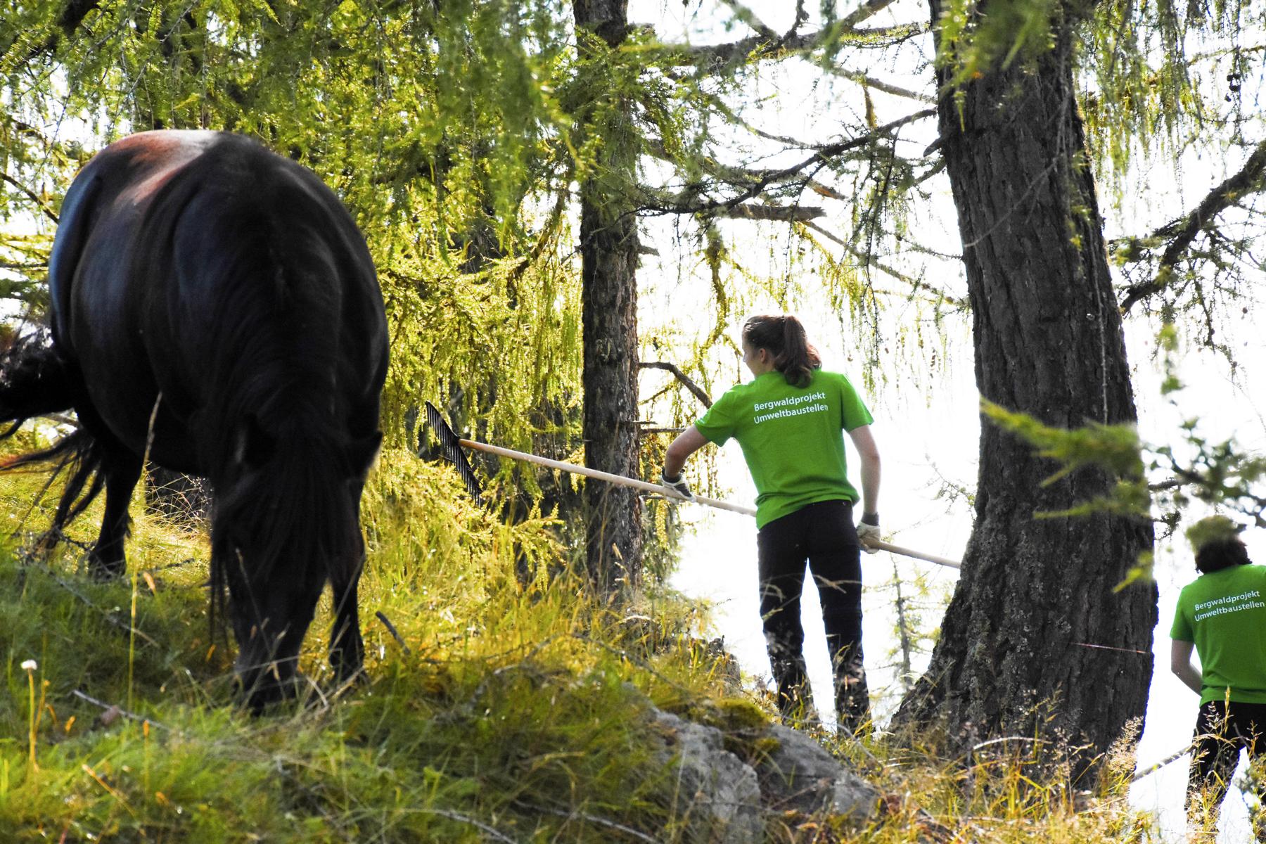 Rechenarbeit auf der Pferdeweide, Foto: &Ouml;AV