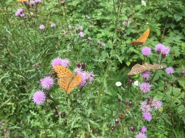 Eindr&uuml;cke Iseltrail (c) Christine Brugger