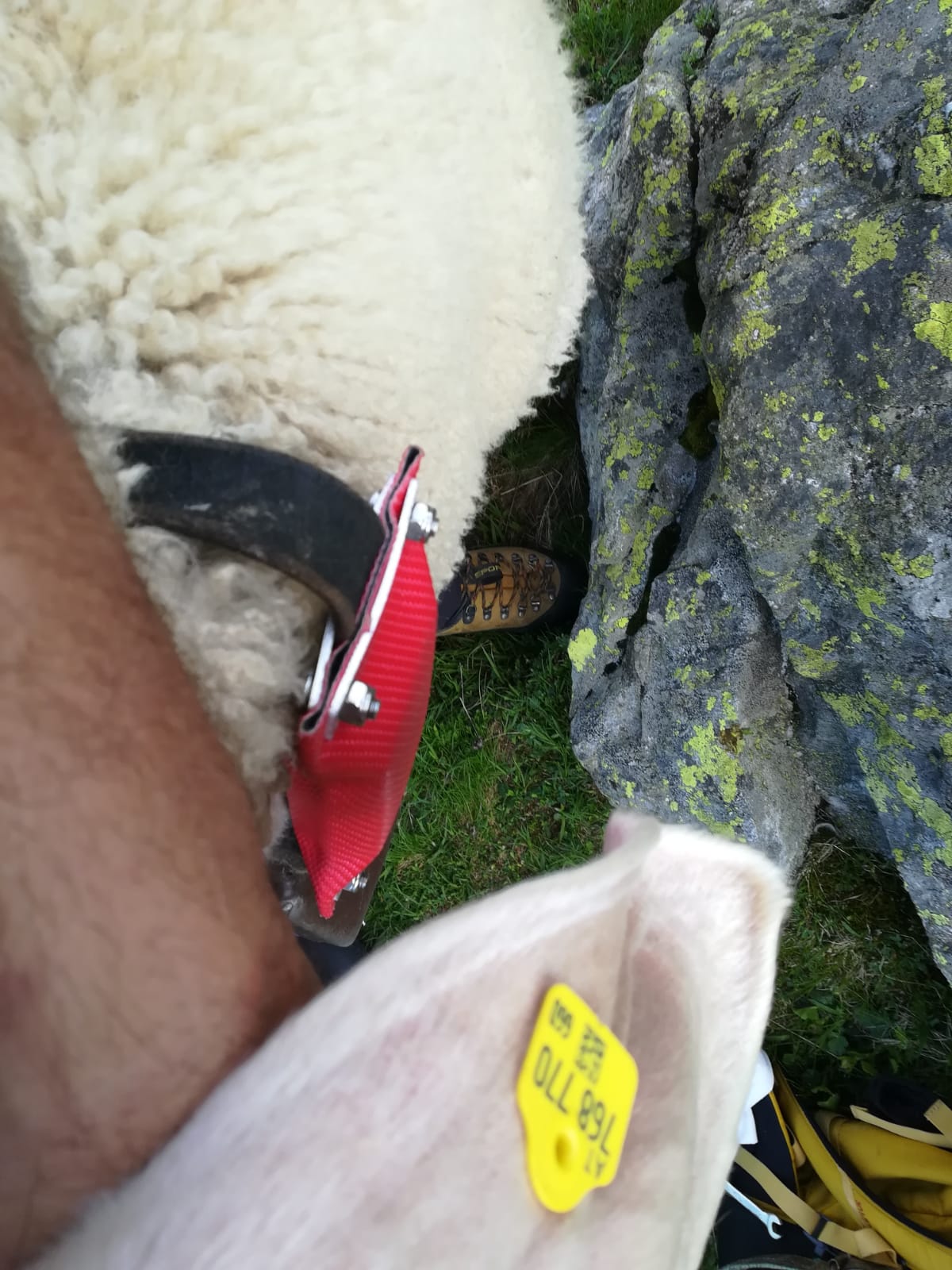 GPS Sender am Glockenriemen des &bdquo;Leitschafes", Foto: Steiner