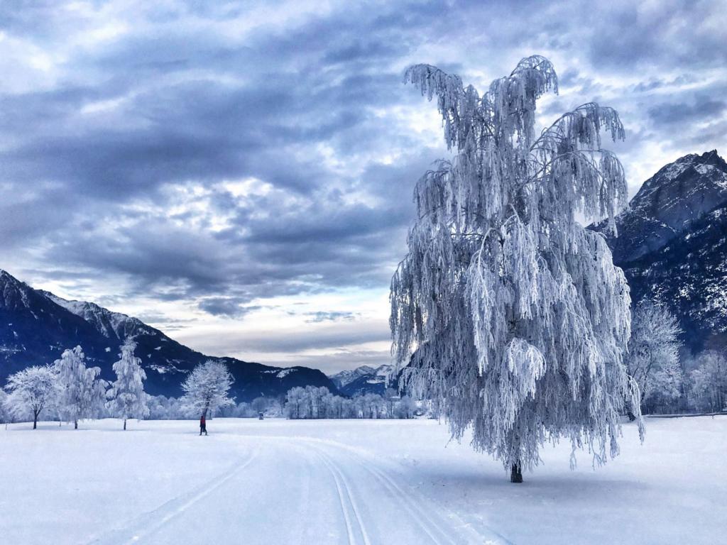 "Frozen Trees" c Sarah Klauzner-Sporer
