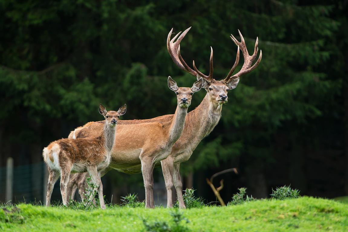 Foto: Wildpark Assling/Zupanc