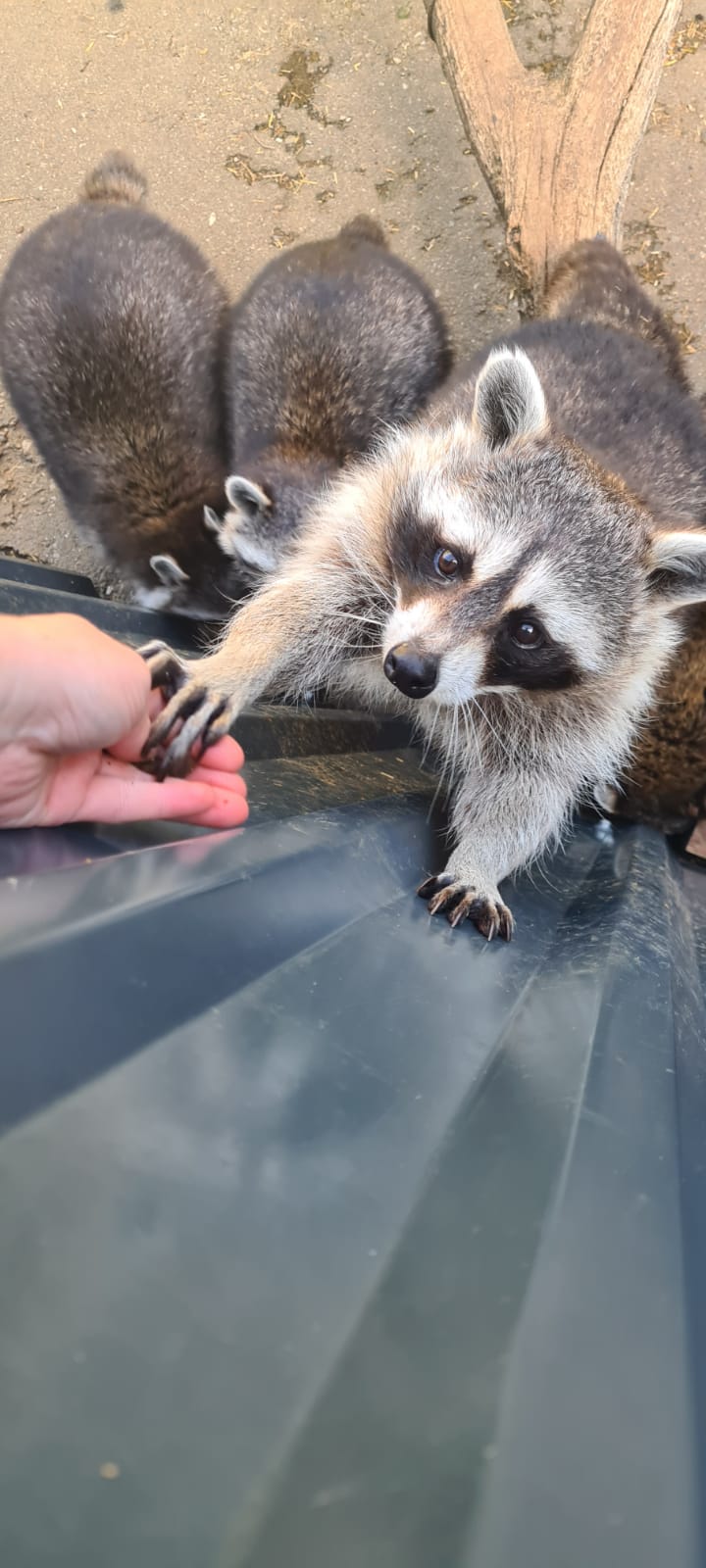 Egal wie sehr die Tier betteln, falsches Futter kann schaden. Foto: Wildpark Assling