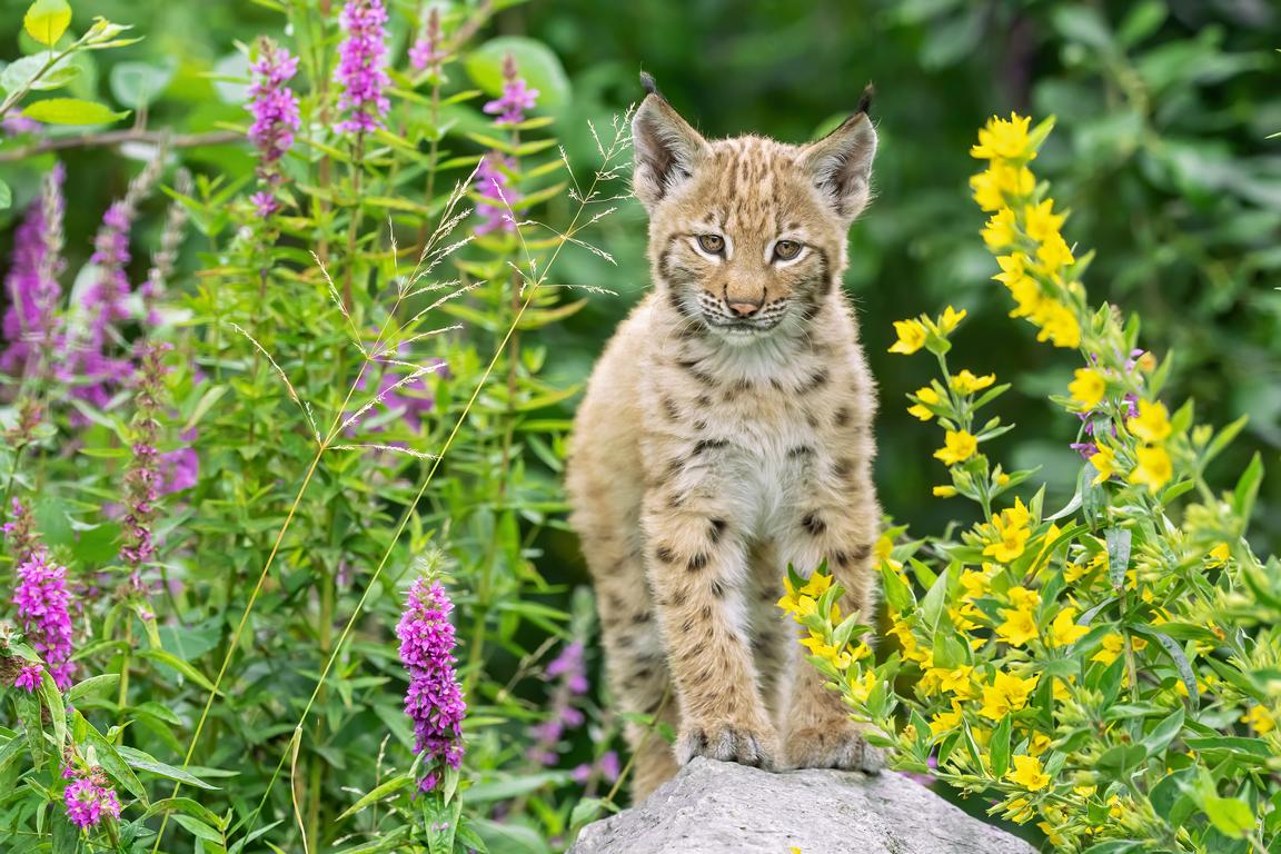 Foto: Wildpark Assling/Zupanc