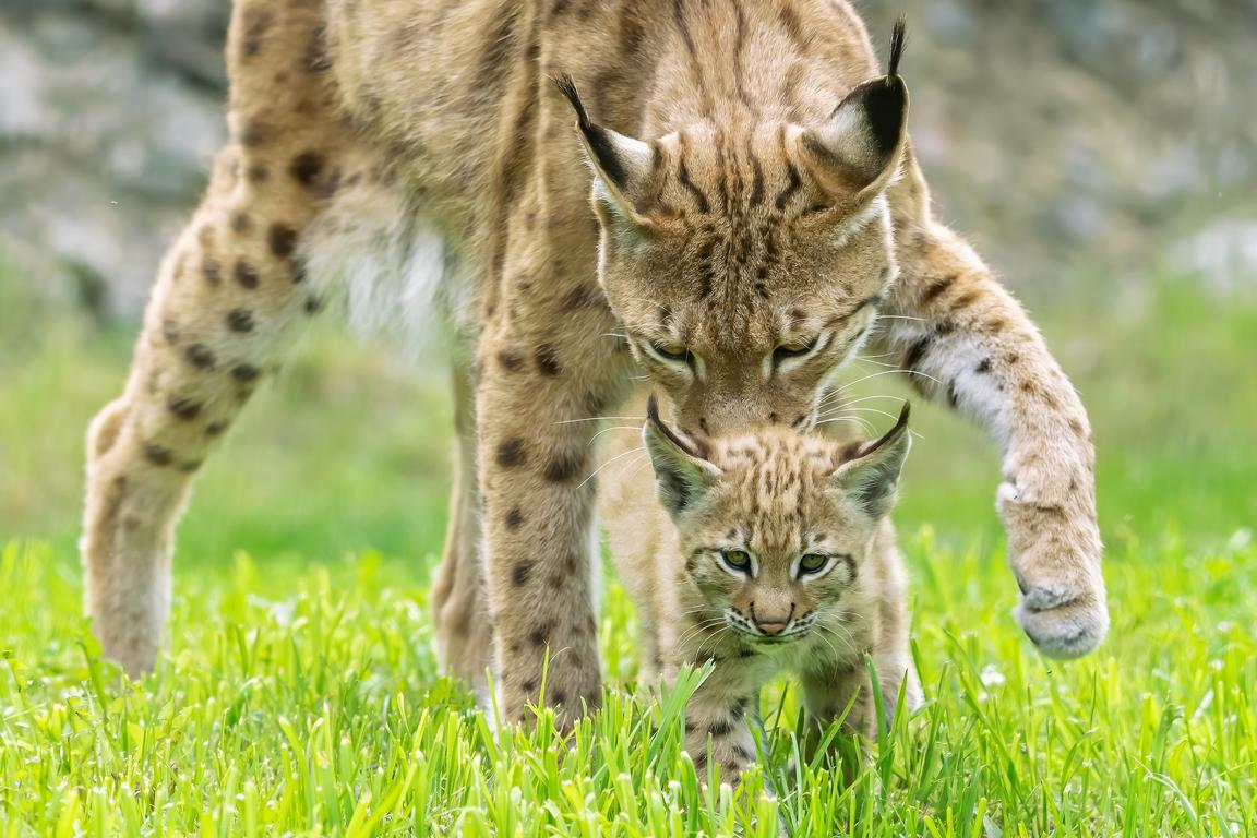 Foto: Wildpark Assling/Zupanc