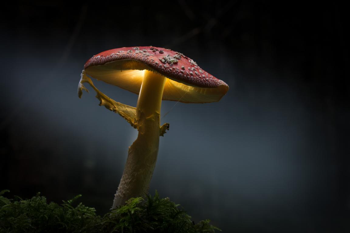 "Fliegenpilz" von G&uuml;nter Bauernfeind