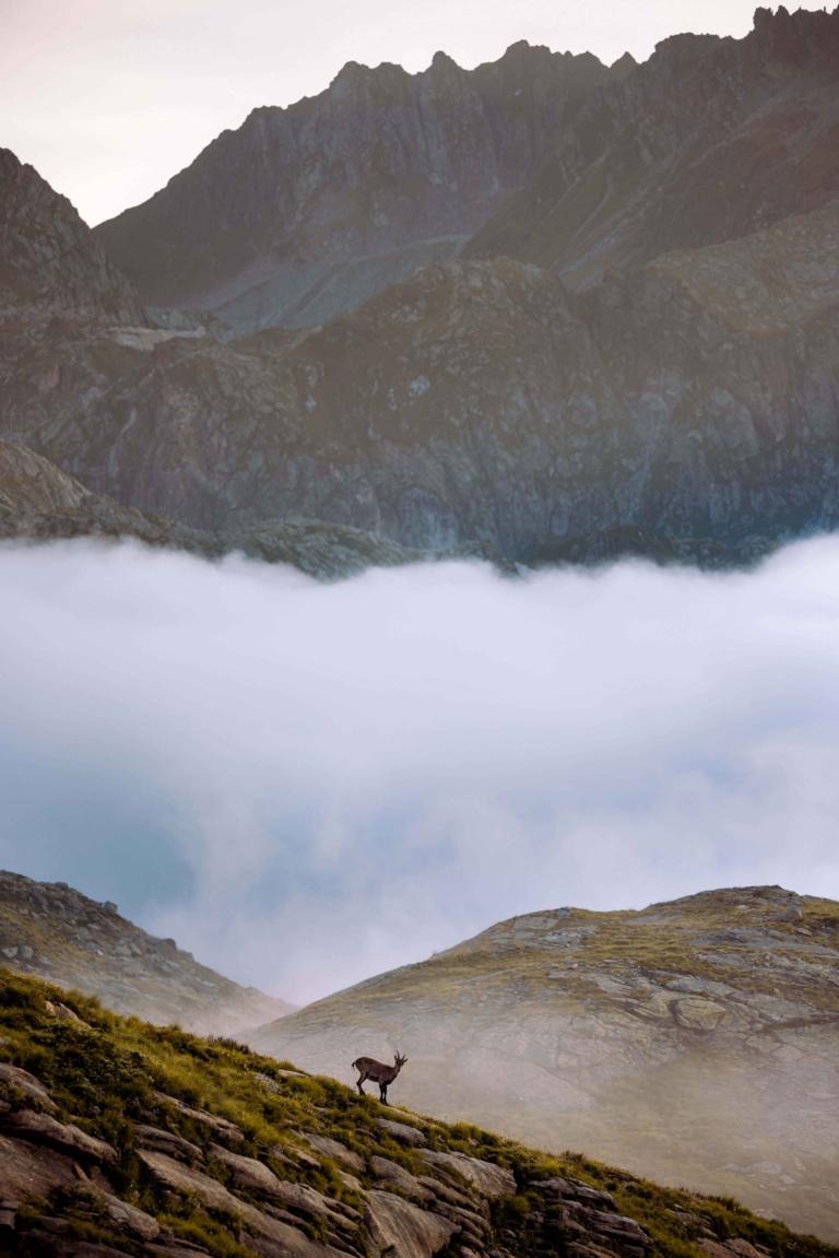 "Alpine ibex" von Judith Mijderwijk