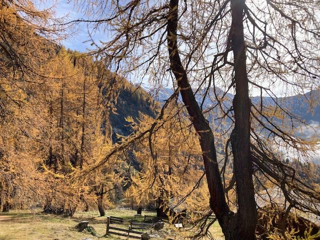 Die L&auml;rche ist der Baum des Jahres in &Ouml;sterreich. Hier einige Exemplare im Kalser K&ouml;dnitztal. Foto: Stangl