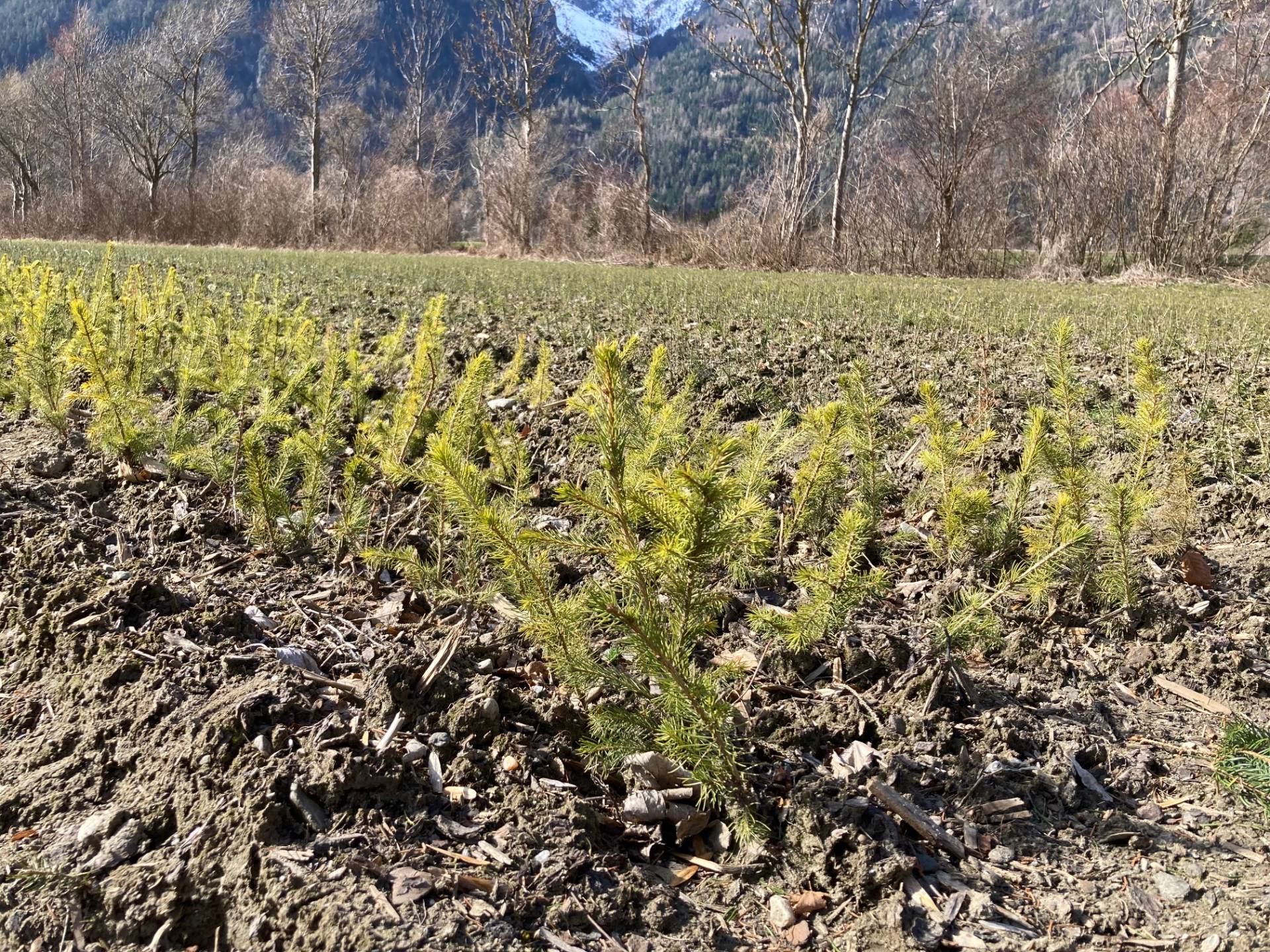 In der Baumschule werden die kleinen Pfl&auml;nzchen von Hand in Reih und Glied gesetzt. Foto: Stangl