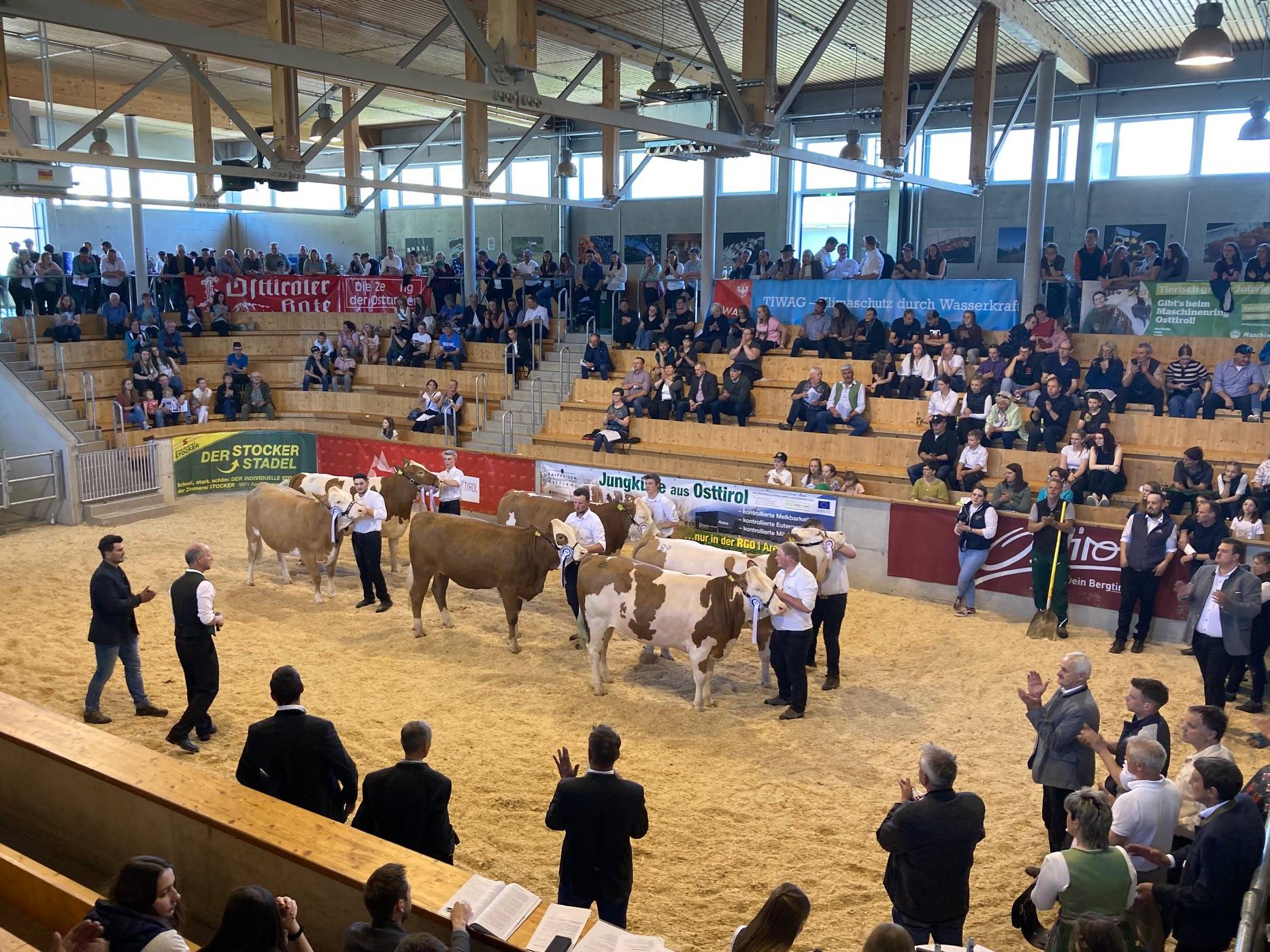 Applaus f&uuml;r die sch&ouml;nsten Fleckvieh-Kalbinnen. Foto: Stangl