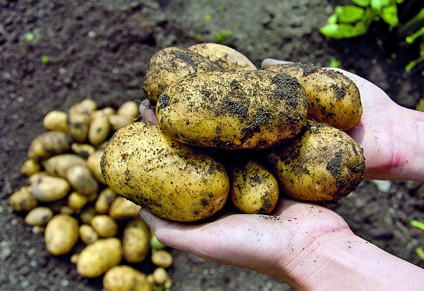 Warum wir Regionalit&auml;ts-Champions sein k&ouml;nnten