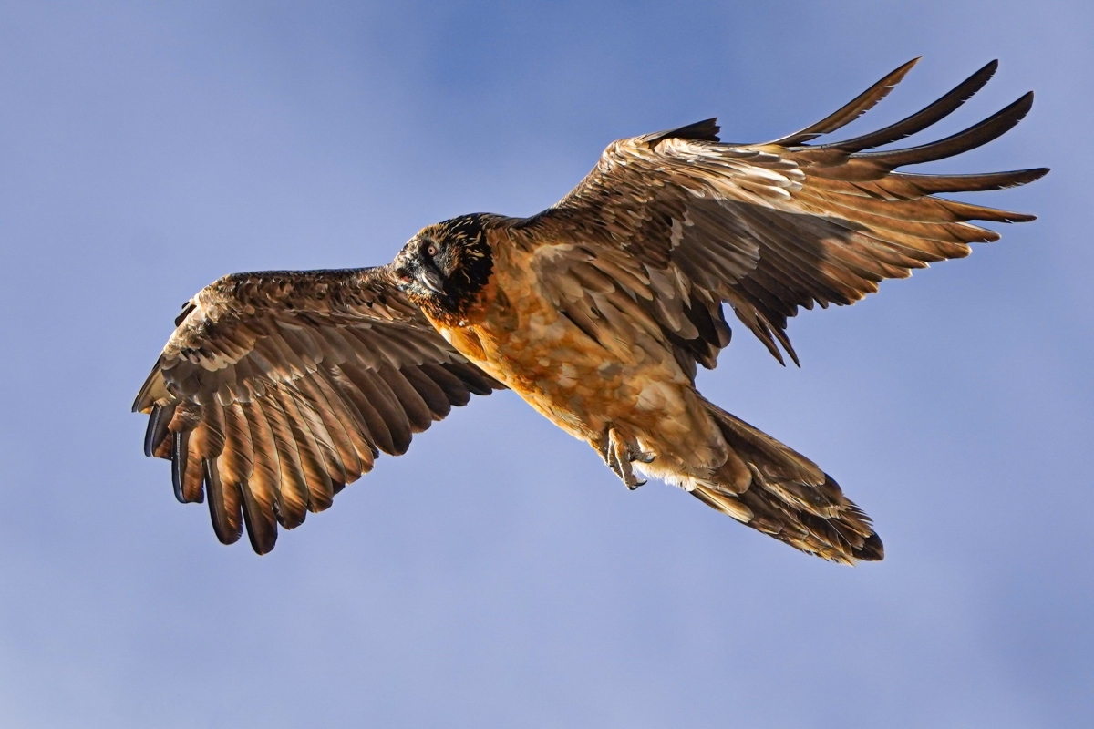 Aufwind f&uuml;r Steinadler, Bartgeier & Co