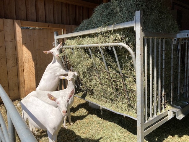 Tag der Offenen Hoft&uuml;ren am Sonntag in Kals