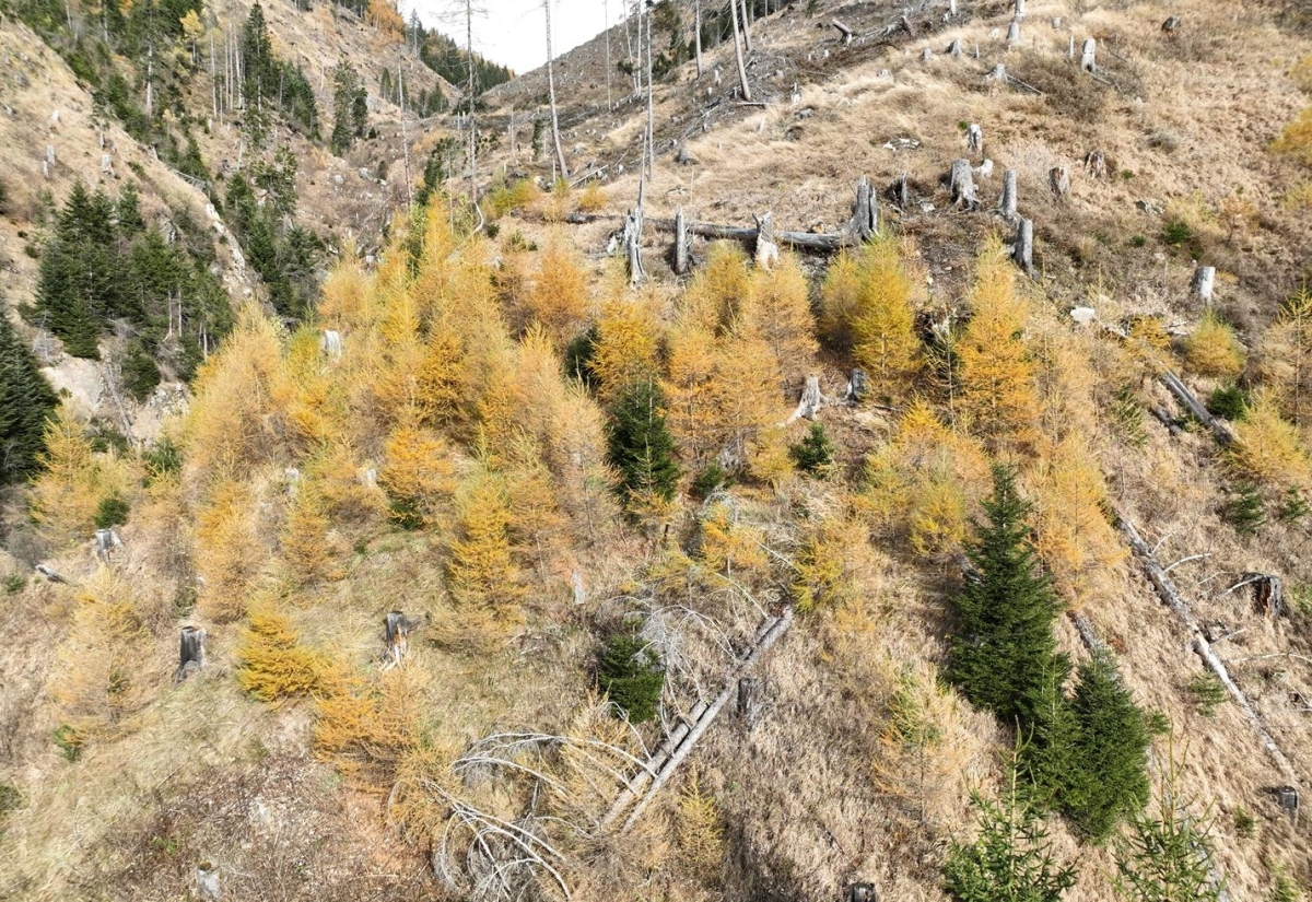 Gro&szlig;es Interesse der Waldbesitzer am &bdquo;Wald der Zukunft&ldquo;