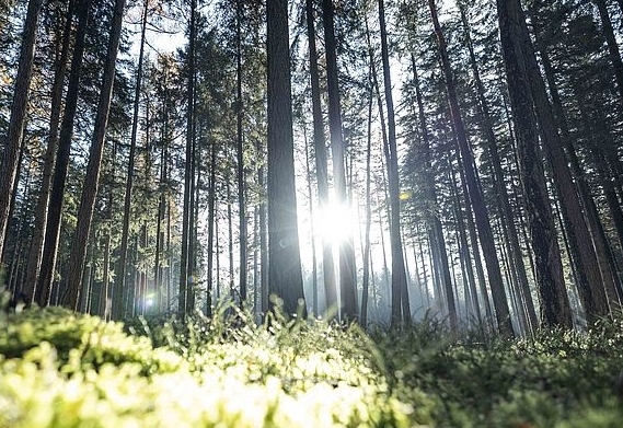 Forst-Experten diskutieren in Innsbruck