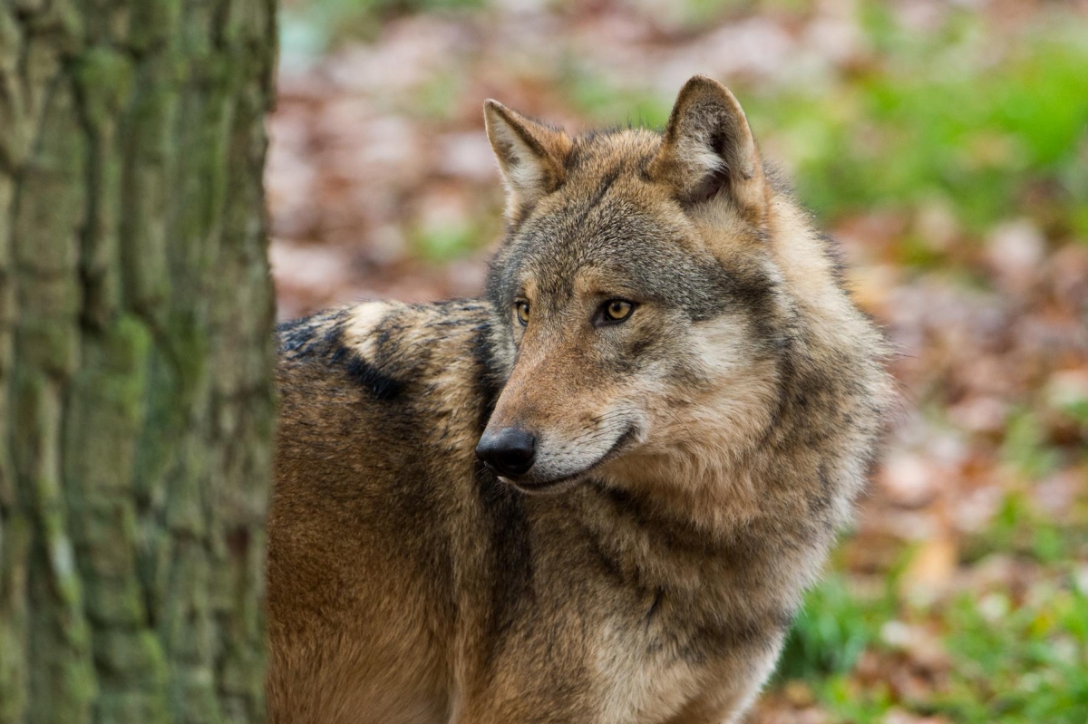 Abschussverordnung f&uuml;r Wolf in Osttirol