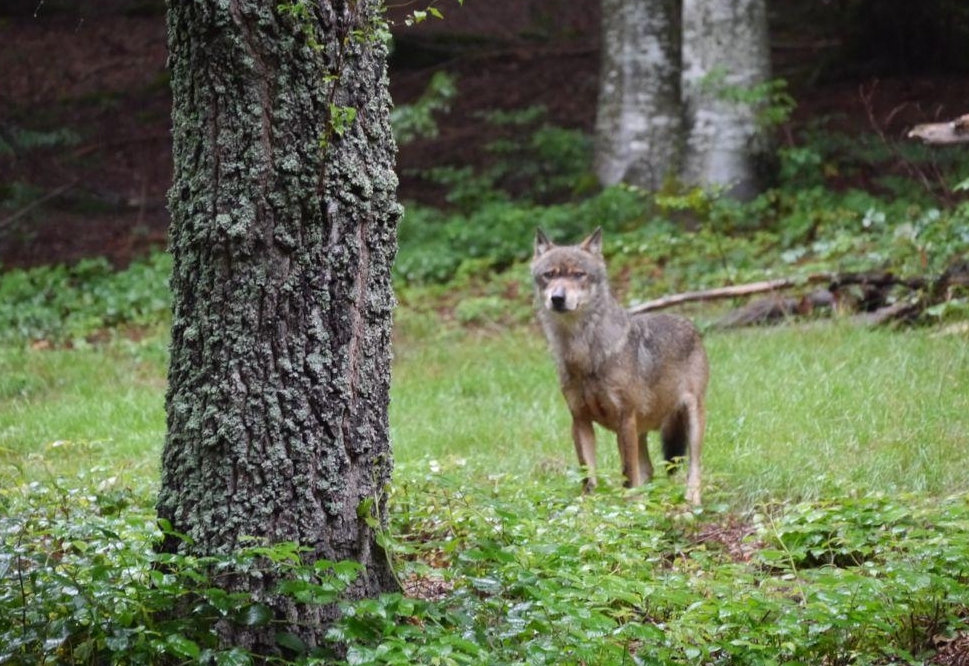 Landtag erm&ouml;glicht Wolfsabsch&uuml;sse per Verordnung 