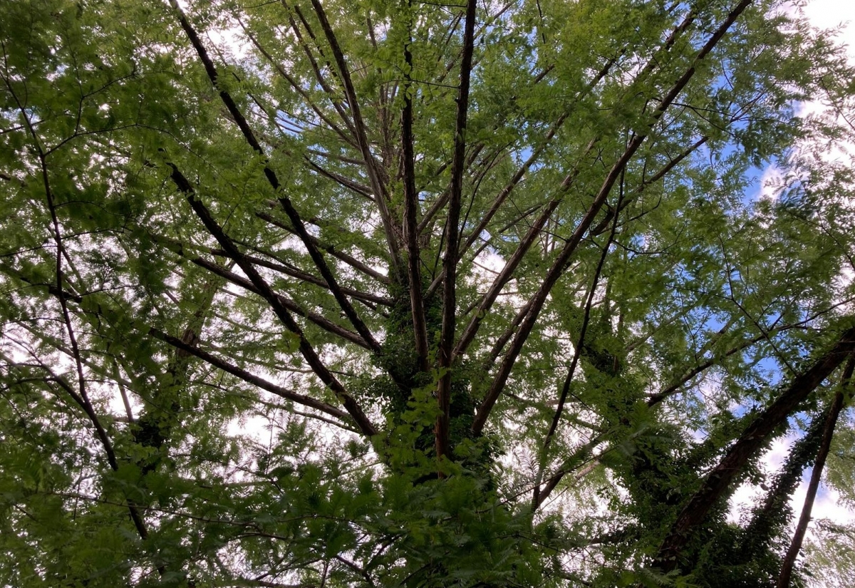 Zukunftsb&auml;ume f&uuml;rs Stadtklima