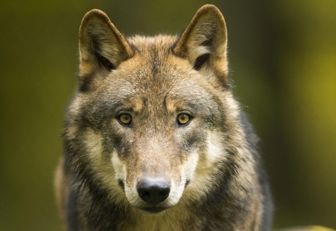 K&ouml;stinger f&uuml;r Absch&uuml;sse von auff&auml;lligen W&ouml;lfen