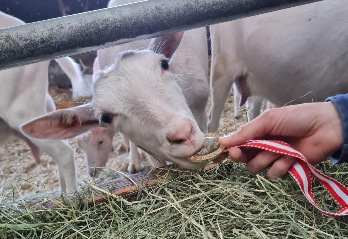 Osttiroler Milchprodukte r&auml;umten &bdquo;Kasermandl&ldquo;-Medaillen ab