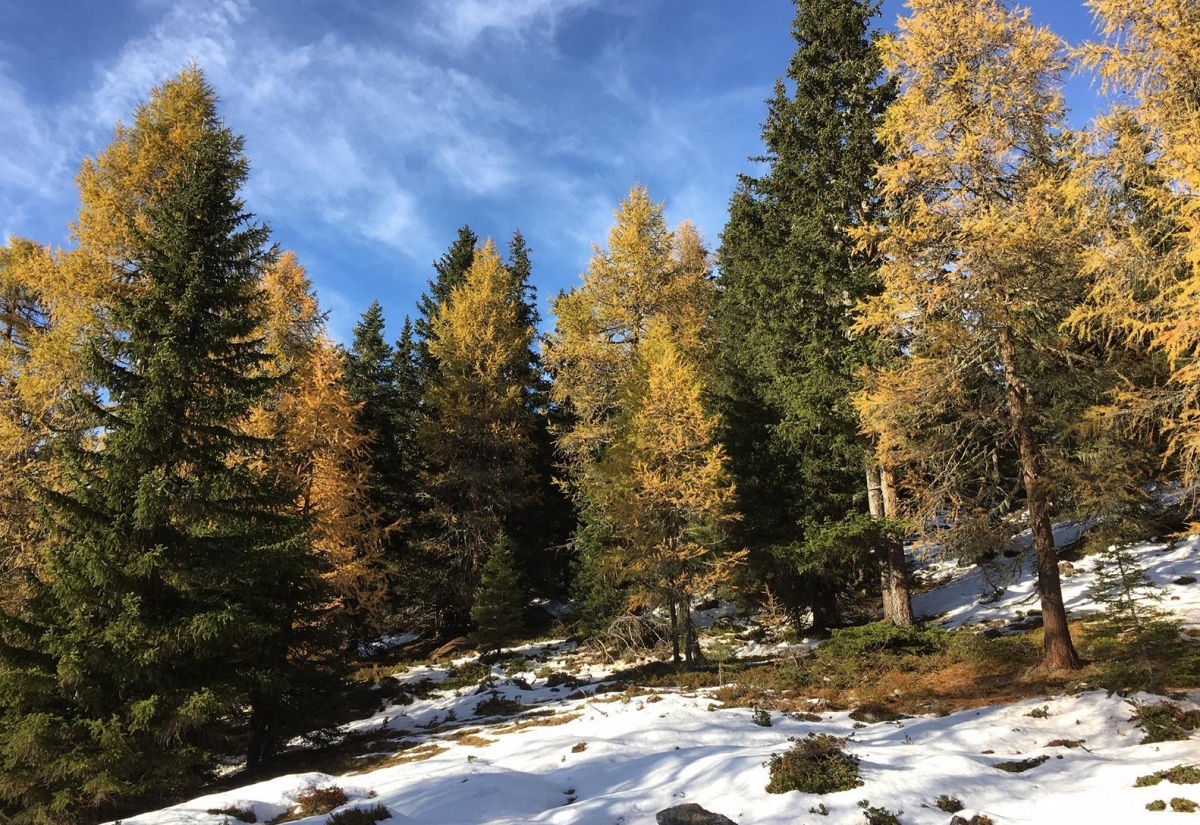 Waldpflege im Lienzer Stadtwald