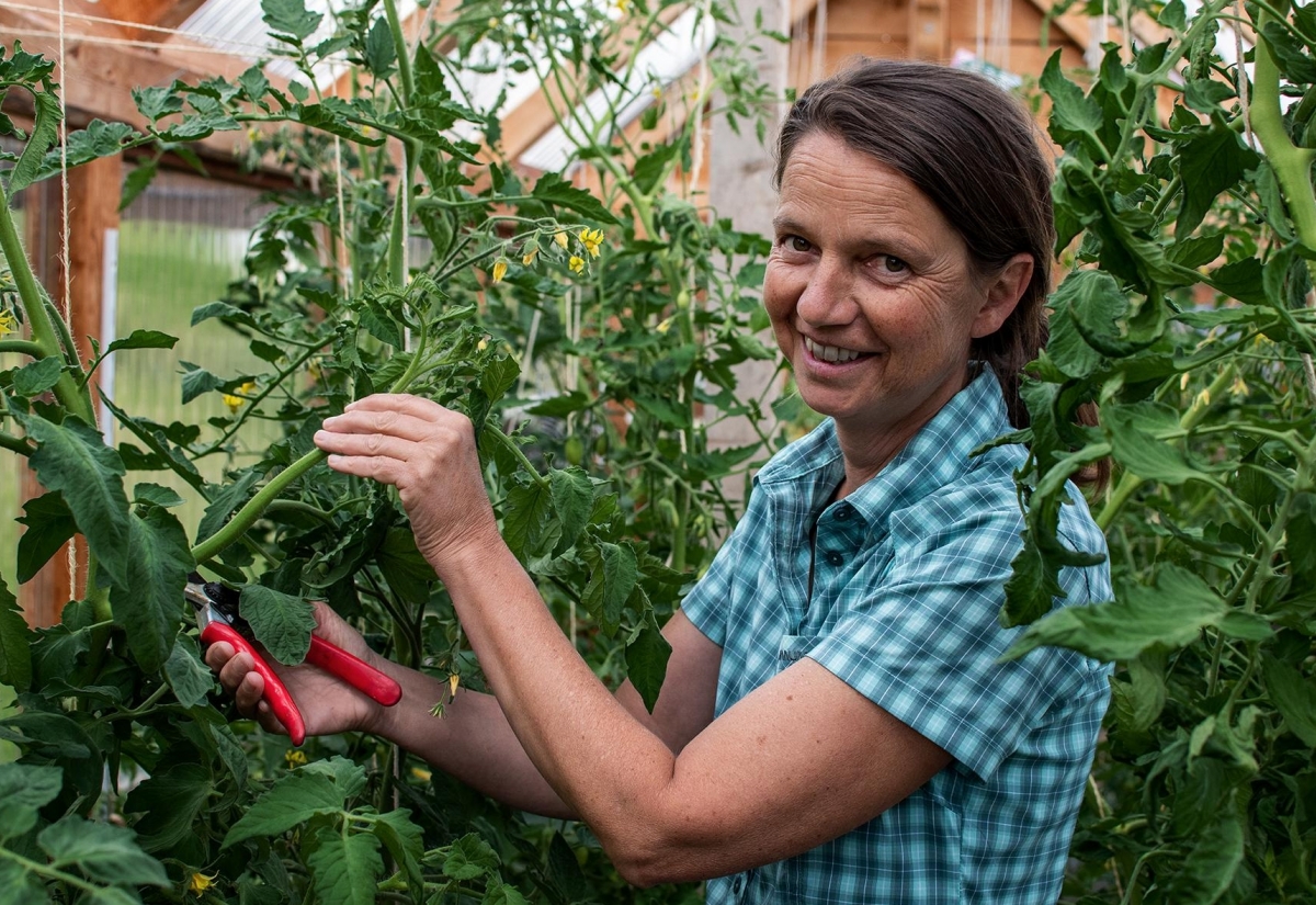 Die Null-Kilometer-Tomate ist in Assling zuhause