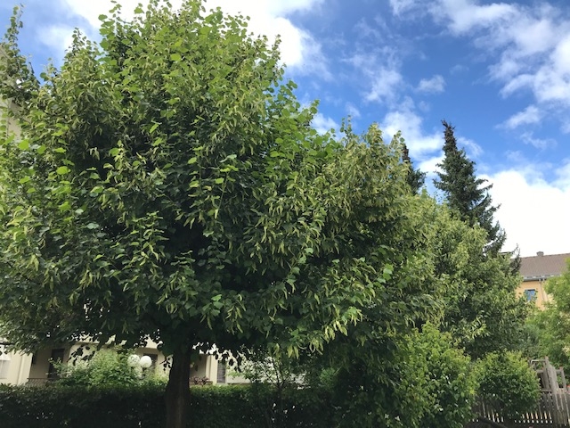 Zusammenarbeit f&uuml;r gesunde B&auml;ume in Lienz