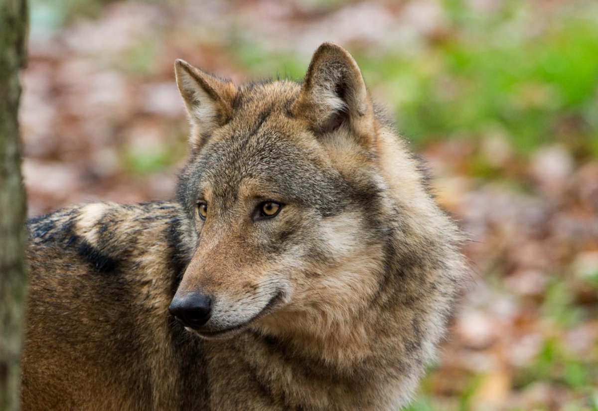 Landtag diskutierte Wolfsmanagement
