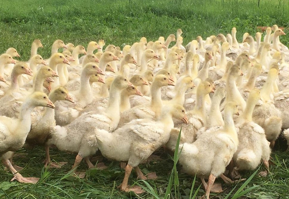 Auf die Dolomitengans gekommen