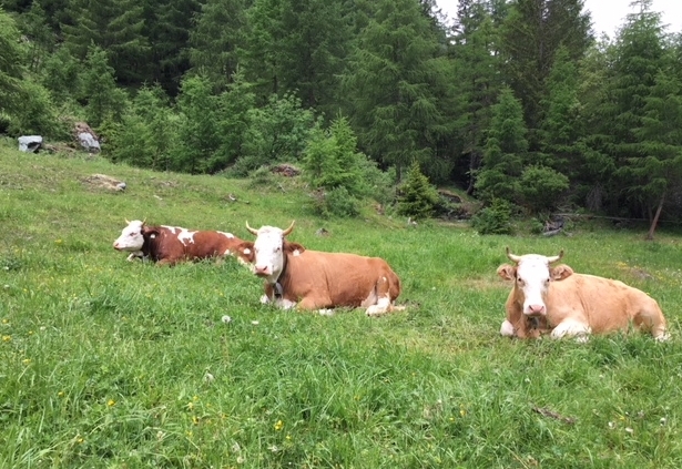 Es geht wieder auf die Alm