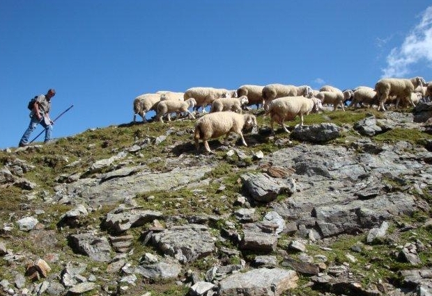 Schutz vor Wolfsangriffen: Experte r&auml;t zu Elektroz&auml;unen