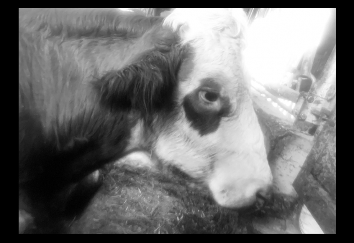 Nie dagewesene Rindervergiftung besch&auml;ftigte viele Experten