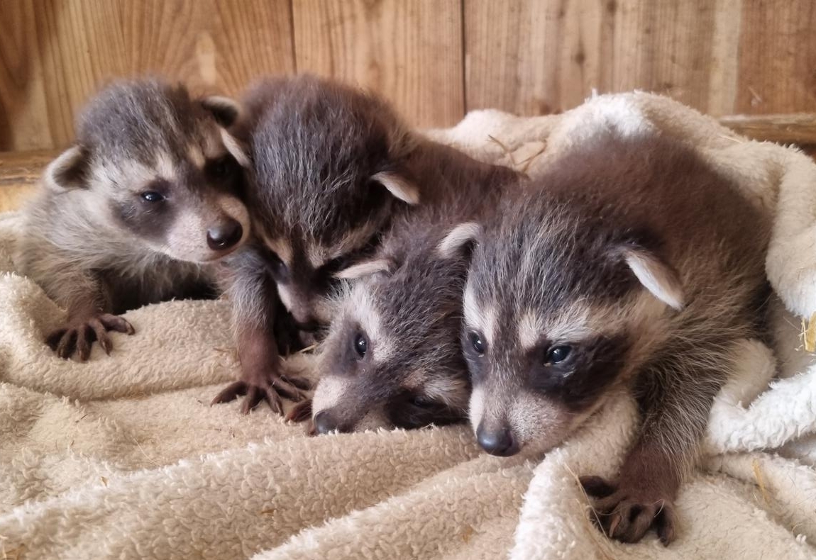 S&uuml;&szlig;er Waschb&auml;r-Nachwuchs im Wildpark Assling