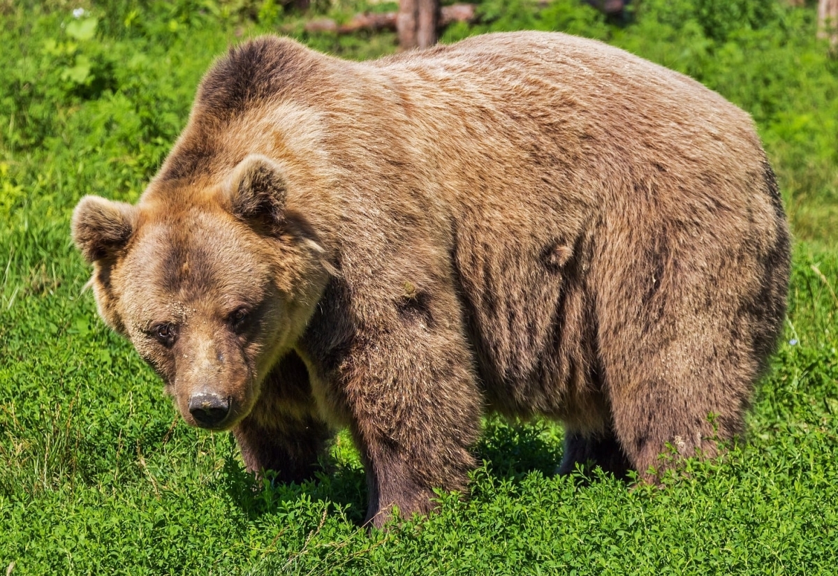 B&auml;r mit zwei Jungen wurde in Kartitsch gesichtet