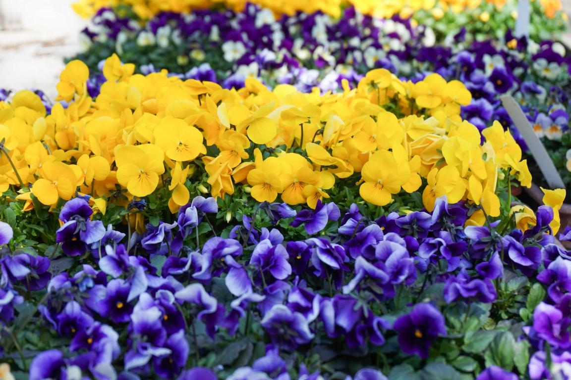 Lienz ist wieder ein bl&uuml;hendes Fr&uuml;hlingsparadies