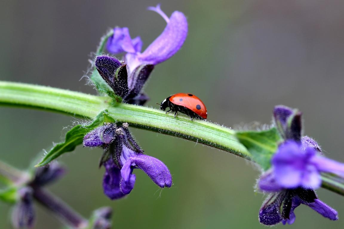Fotoclub Lienz im Euregio Kalender vertreten