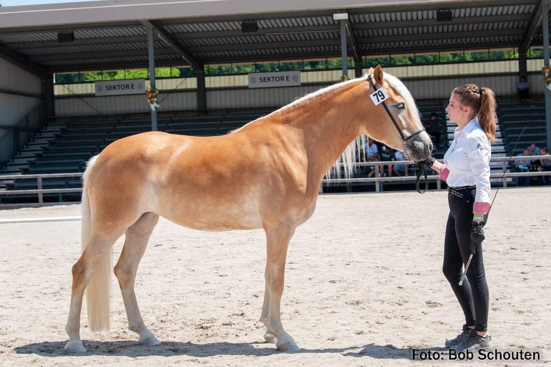 Ebbs: Osttiroler Haflinger vorne mit dabei