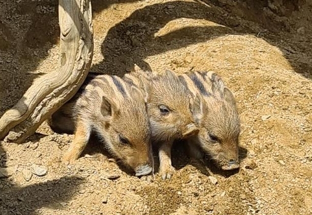 Schweinenachwuchs im Tierpark Assling