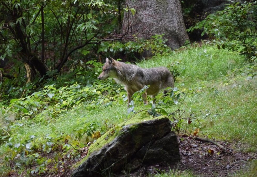 Wenn Wolf 118MATK wieder zuschl&auml;gt, kann er entnommen werden
