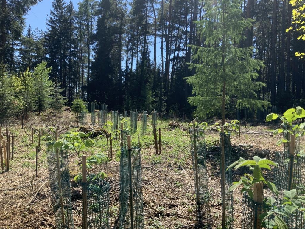 Gesunder Wald sch&uuml;tzt vor Hochwasser