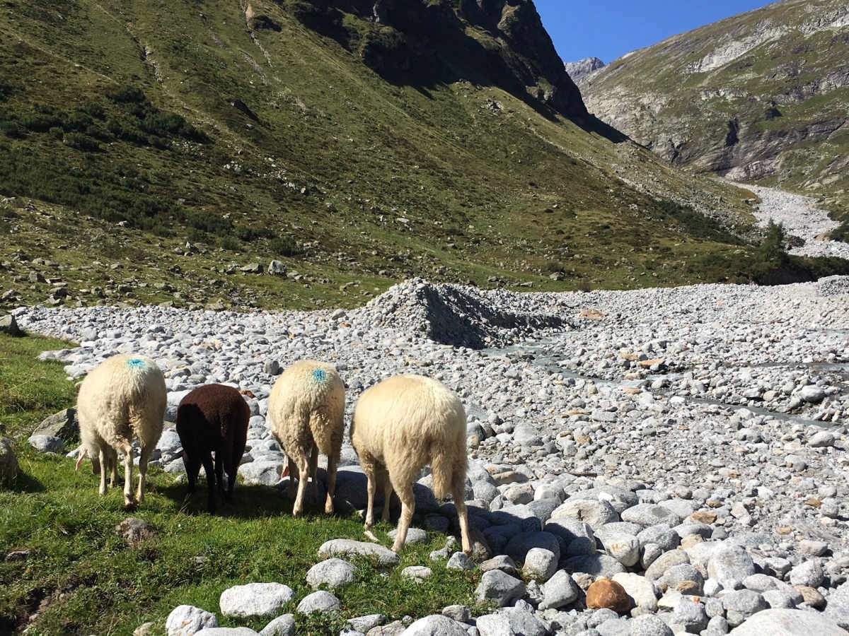 Regierungskoalition will tirolweiten Herdenschutzplan