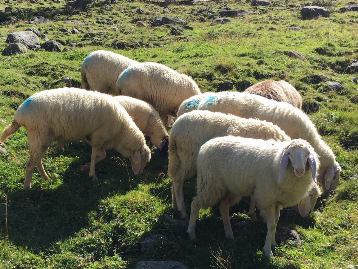 Tote Schafe in Anras entdeckt