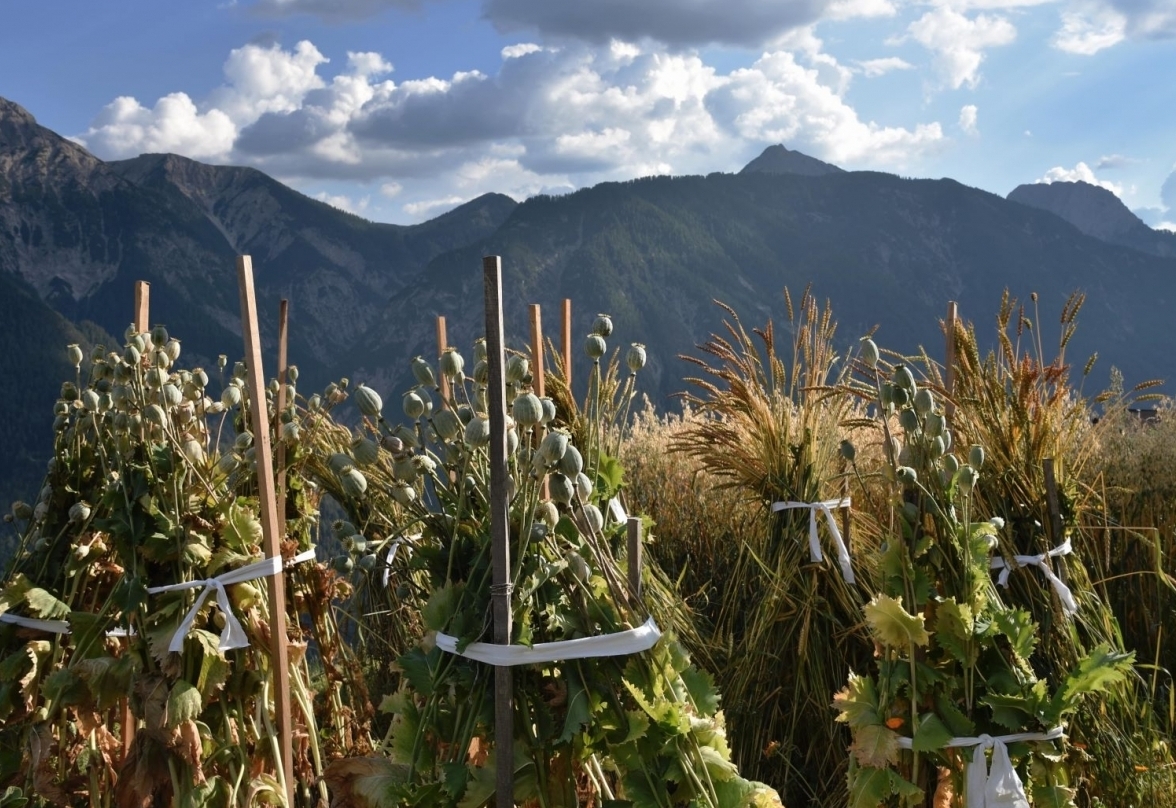 Pustertaler Kulturarten sollen vielf&auml;ltig bleiben