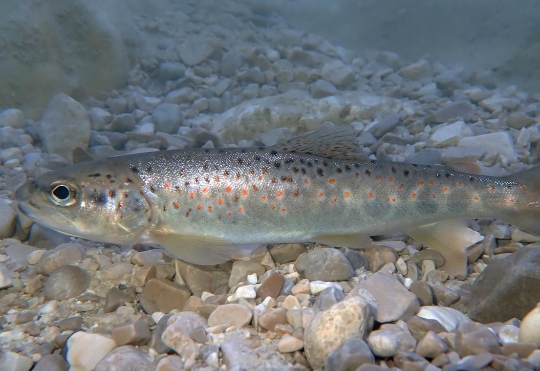 Nierenkrankheit k&ouml;nnte Fischschwund erkl&auml;ren