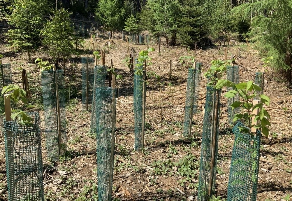 Waldfonds: Unterst&uuml;tzung f&uuml;r heimische W&auml;lder