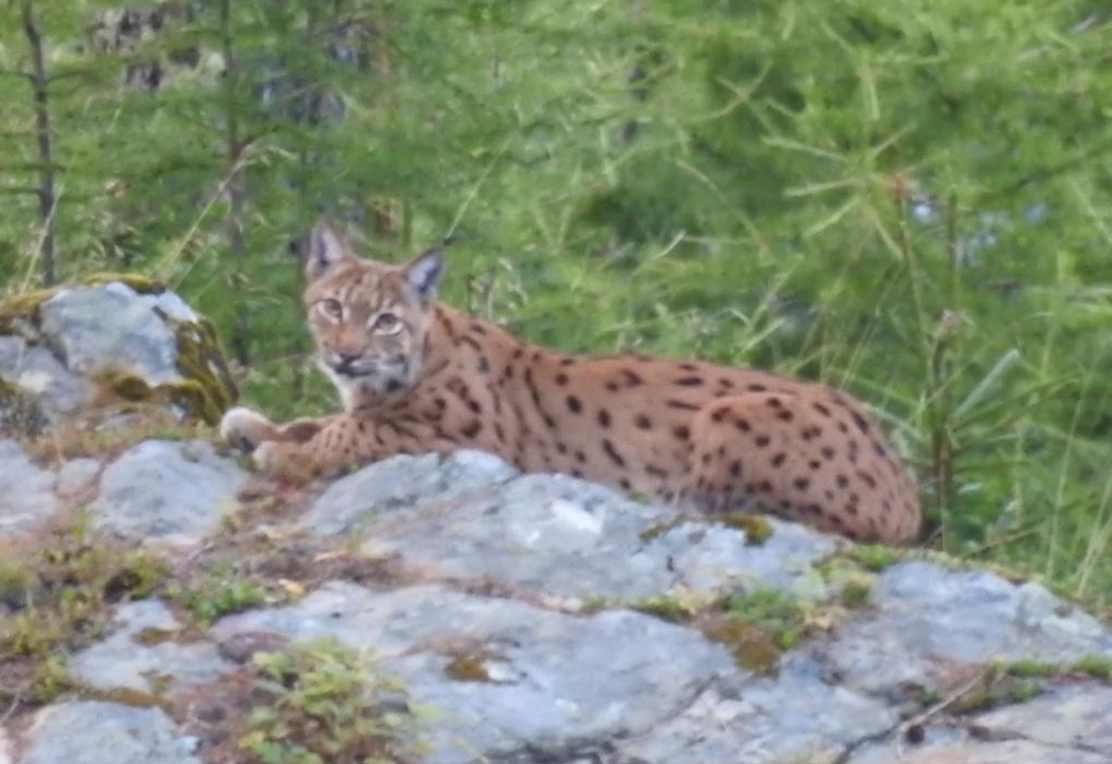 Erstmals Luchs genetisch in Tirol nachgewiesen