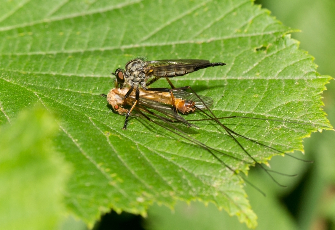 &bdquo;Lifeplan&ldquo; erfasst globale Biodiversit&auml;t