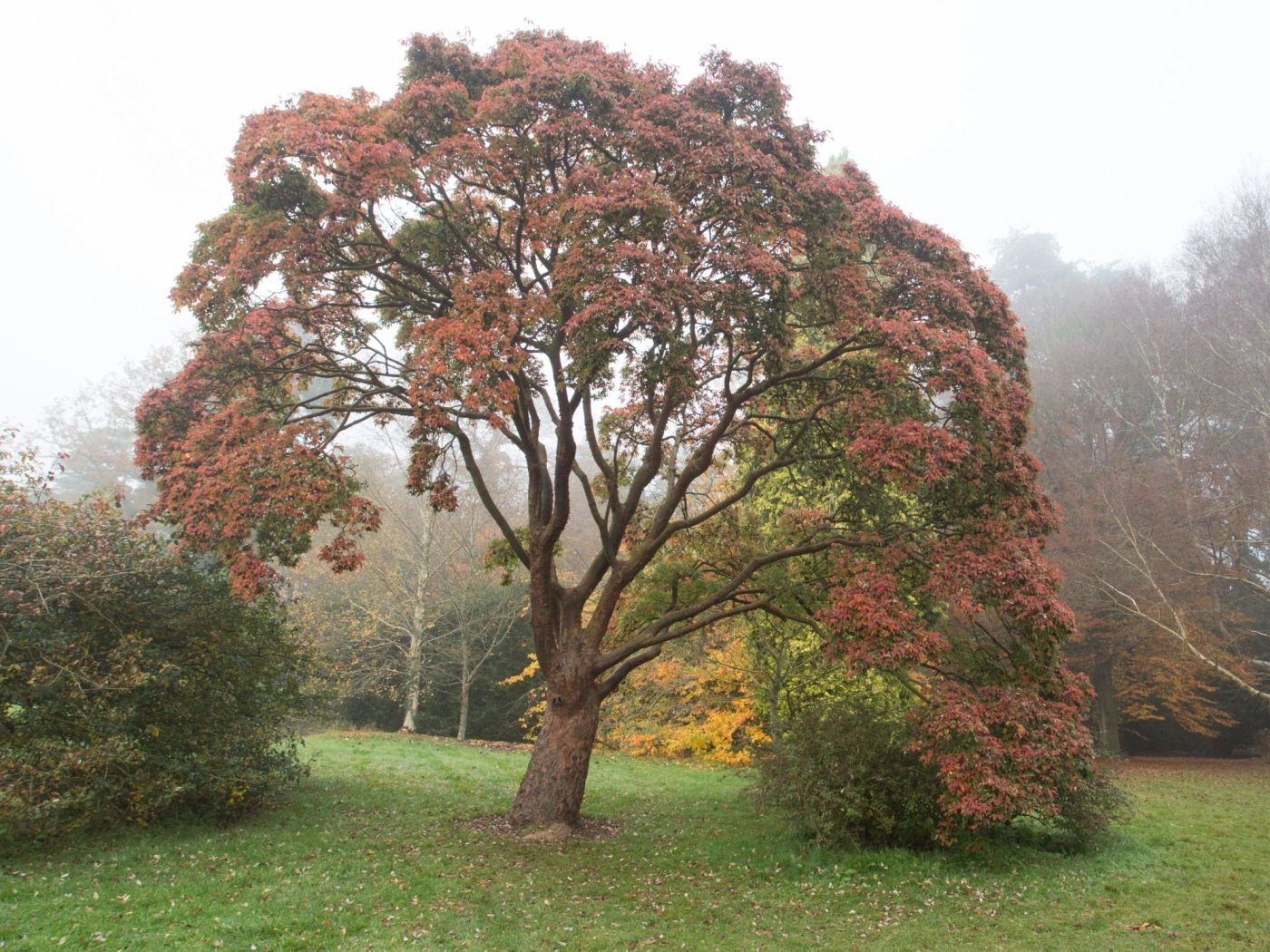 Frisch gepresst: naturtr&uuml;ber Apfelsaft aus Osttirol