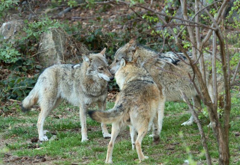 VGT Tirol verurteilt Abschuss von welpenf&uuml;hrenden W&ouml;lfen